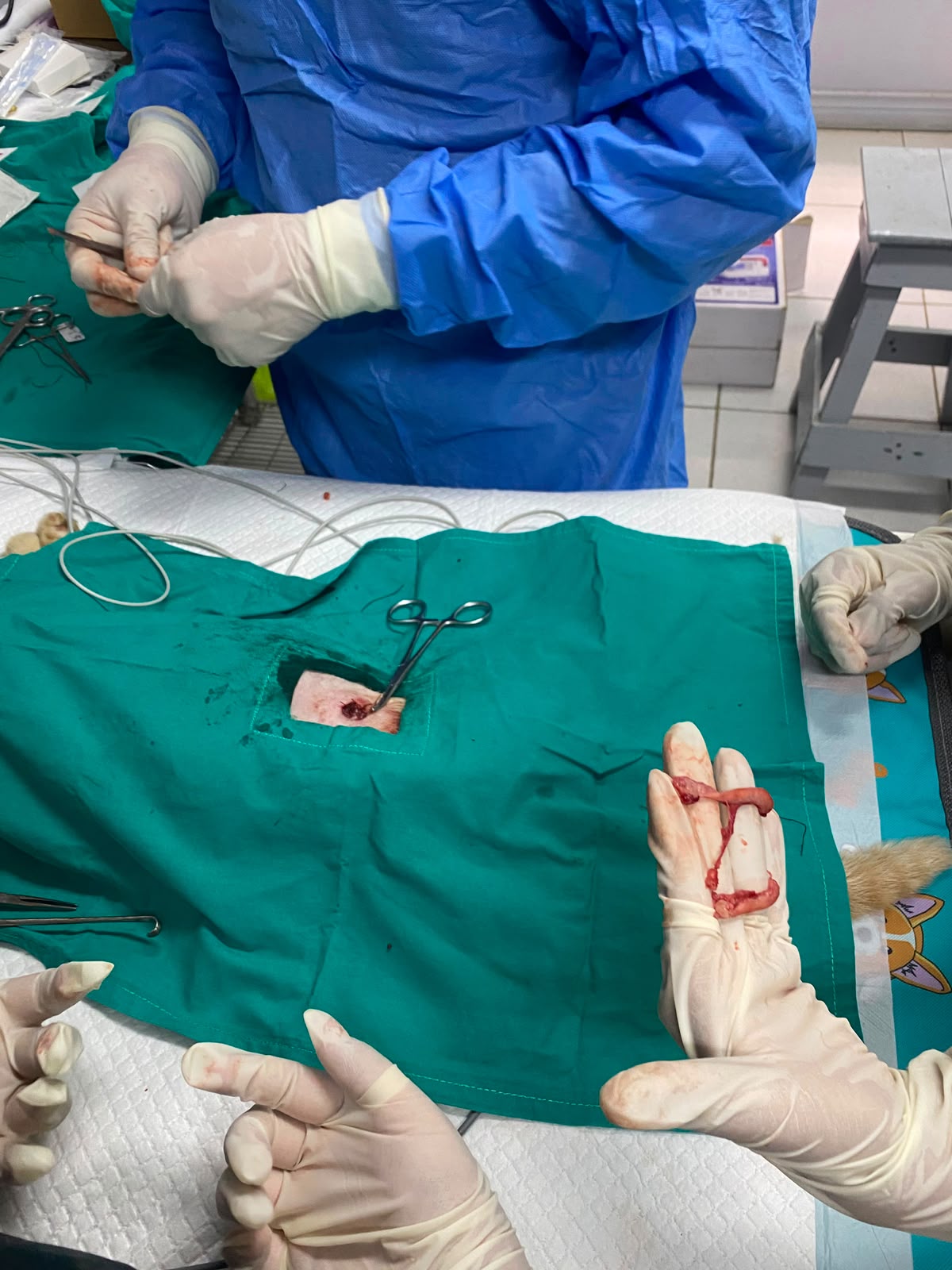 Detalle de una esterilización: la incisión cubierta por un campo quirúrgico y, en la mano enguantada de un veterinario, el útero y los ovarios extraídos