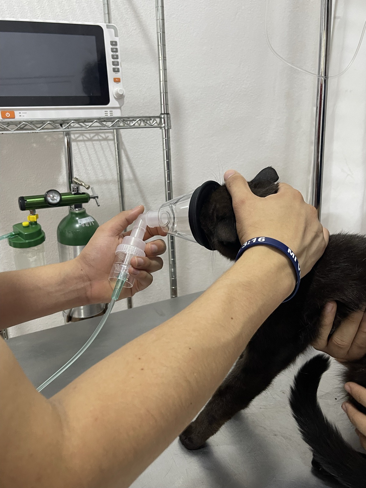 Atención de emergencia a un gato negro: un veterinario lo sostiene mientras le coloca una mascarilla conectada a un tubo, con un tanque de oxígeno al fondo