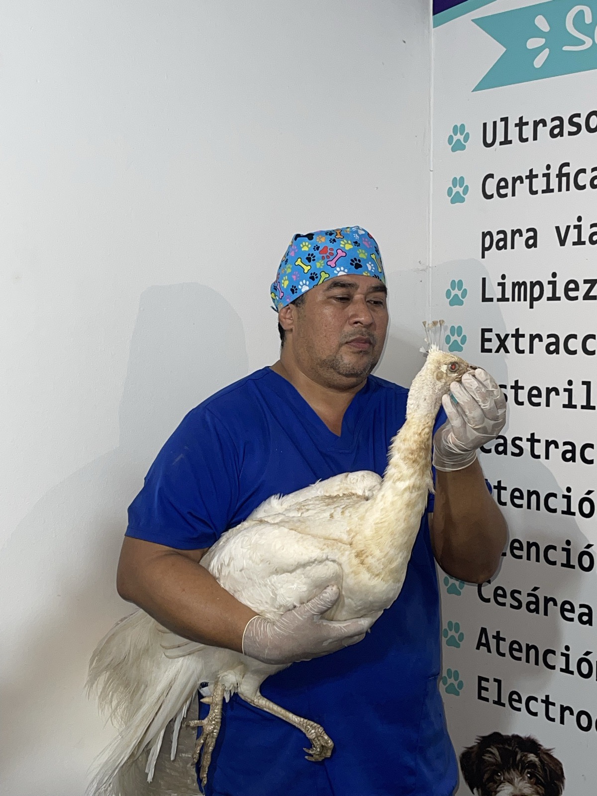 El Dr. Ignacio Campos, con gorro quirúrgico y uniforme azul, sosteniendo con guantes un ave blanca durante su atención
