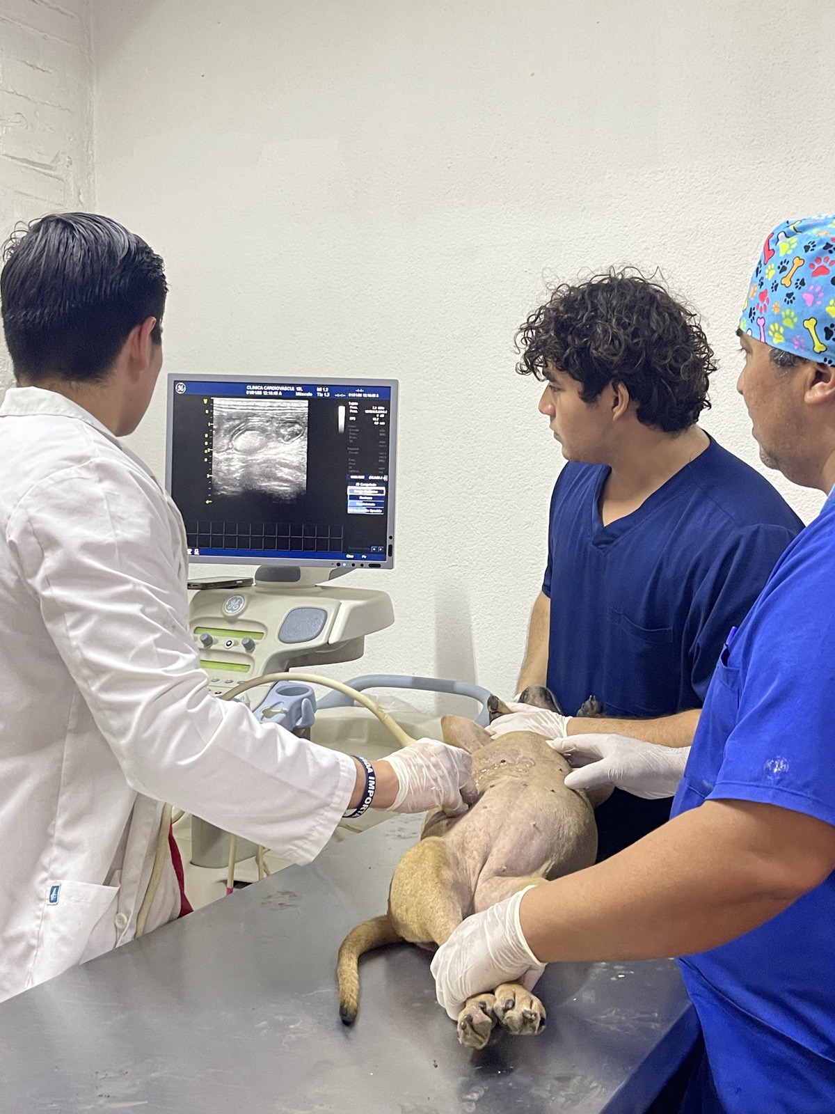 Equipo veterinario realizando un ultrasonido a un perro sobre la camilla mientras observa la imagen en el monitor del ecógrafo