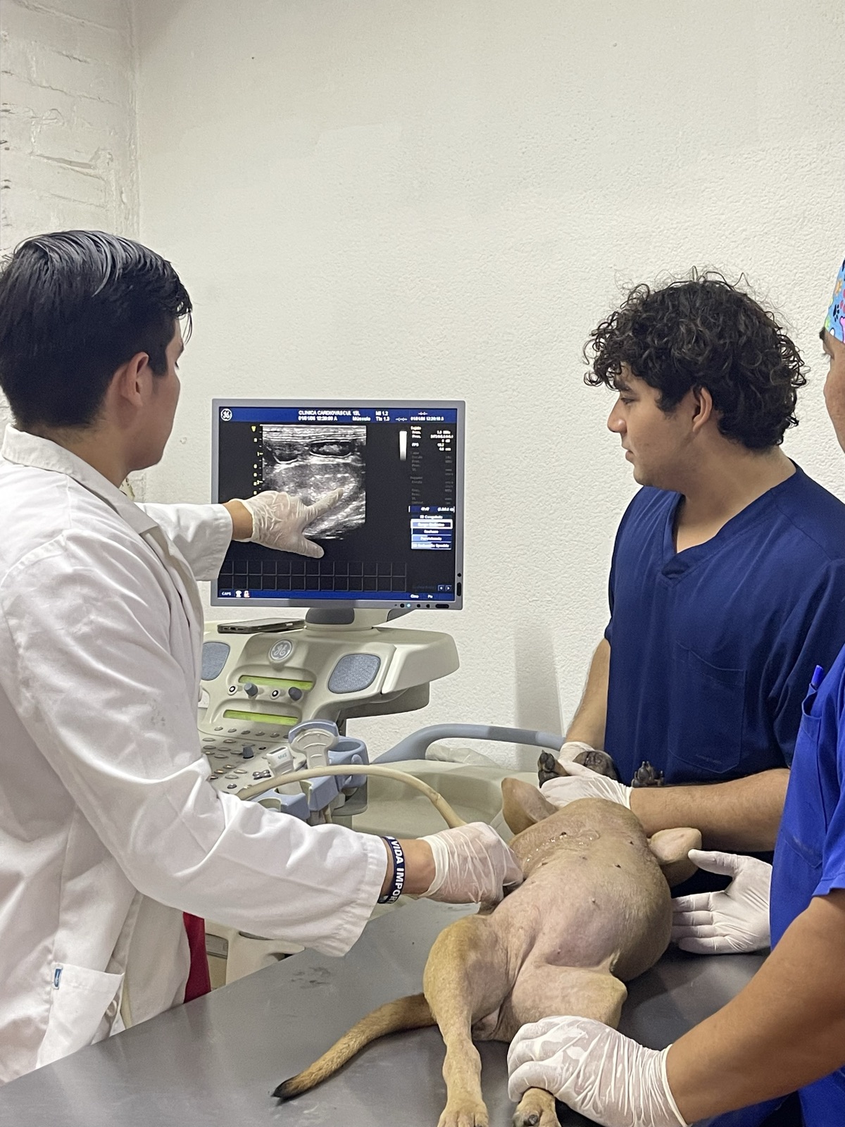 Ultrasonido renal: un integrante del equipo señala la imagen del riñón en el monitor del ecógrafo mientras se explora a un perro
