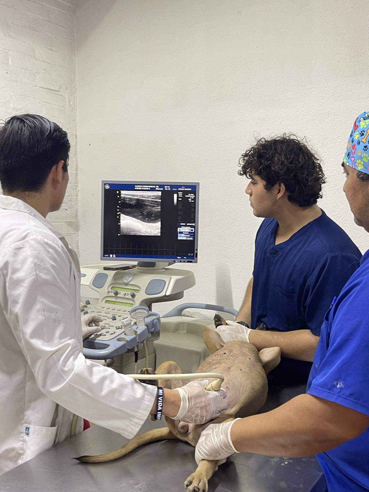 Ultrasonido: tres integrantes del equipo realizan una ecografía a un perro sobre la mesa mientras observan la imagen en el monitor del ecógrafo