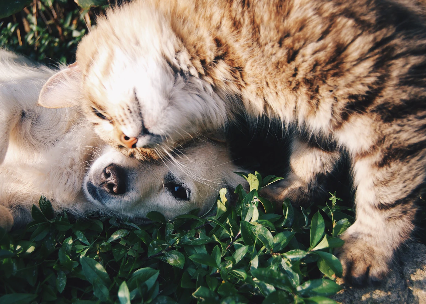Un gato atigrado y un perro abrazados sobre la hierba