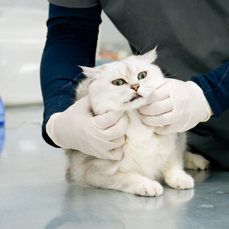 Gato blanco recibiendo una revisión con manos enguantadas