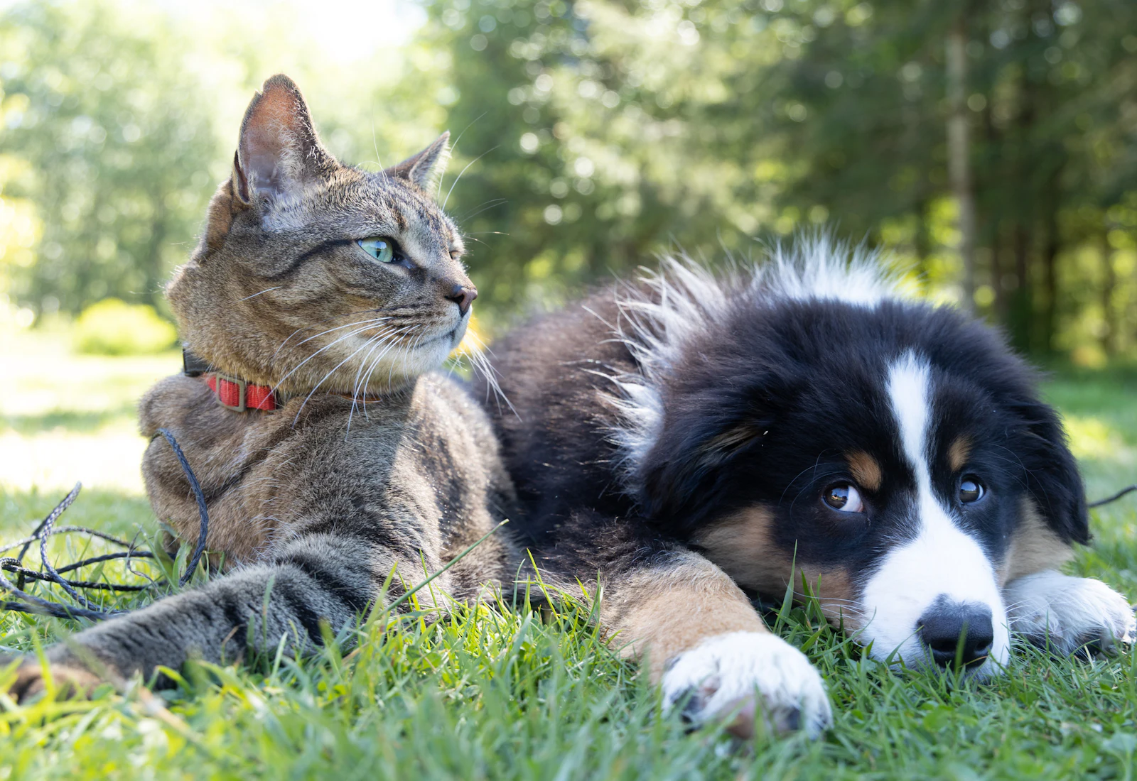 Un gato atigrado y un cachorro tricolor recostados juntos sobre el césped