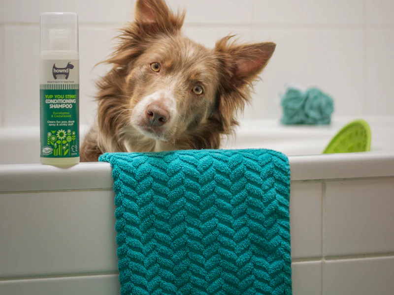 Perro sentado en una bañera junto a una toalla azul