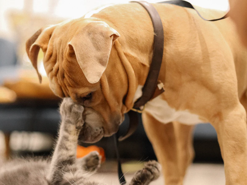 Un gato gris jugando con un perro de color canela