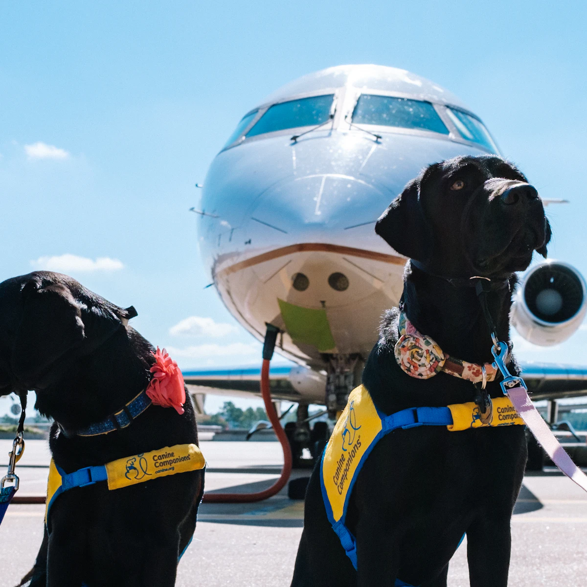 Dos perros sentados frente a un avión
