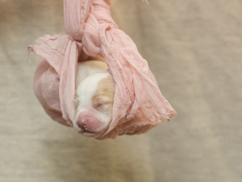 Cachorro recién nacido envuelto en una tela rosada