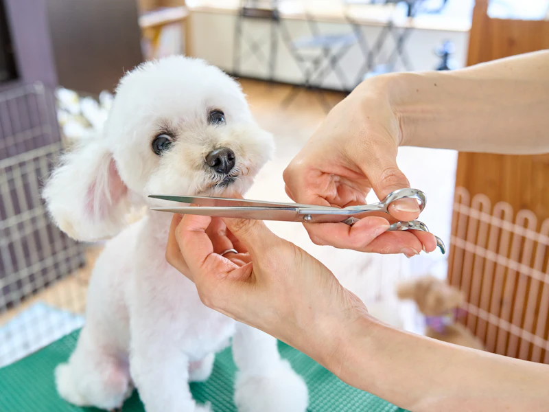 Perro blanco pequeño durante un corte de pelo con tijeras