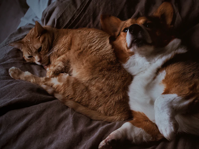 Un gato anaranjado y un perro corgi durmiendo juntos sobre una cama