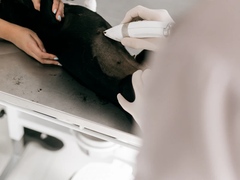 Perro de pelaje negro sobre una mesa metálica mientras manos con guantes usan un equipo de exploración