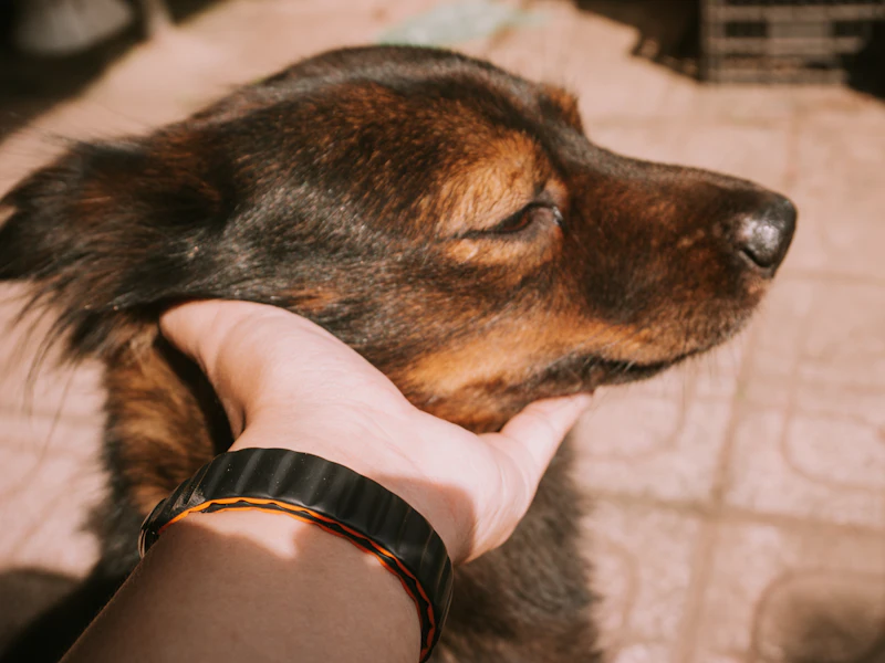 Mano acariciando con cuidado a un perro tranquilo