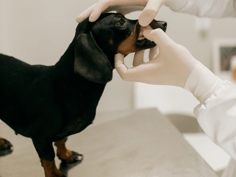 Manos con guantes revisando la boca de un perro salchicha negro