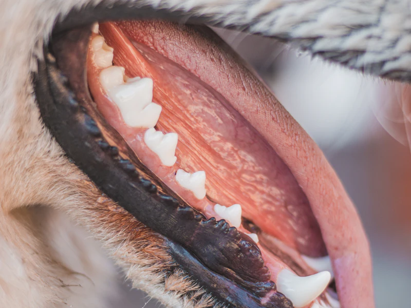 Primer plano de los dientes de un perro
