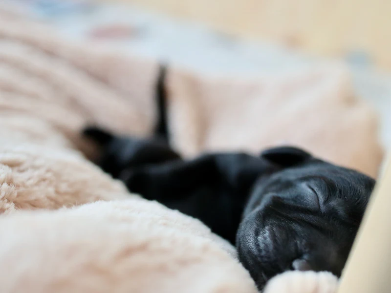 Cachorro negro durmiendo sobre una manta clara