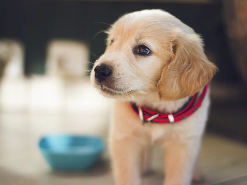 Cachorro de pelaje dorado con collar rojo junto a un plato azul